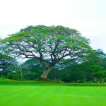Leyte Golf and Country Club 1