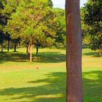 Pamplona Plantation Golf and Country Club