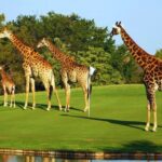 Hans Merensky Golf Club