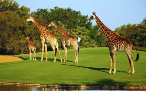 Hans Merensky Golf Club