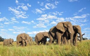 Knysna Elephant Park