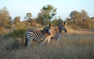 Kruger National Park