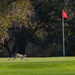 Hans Merensky Golf Club 1