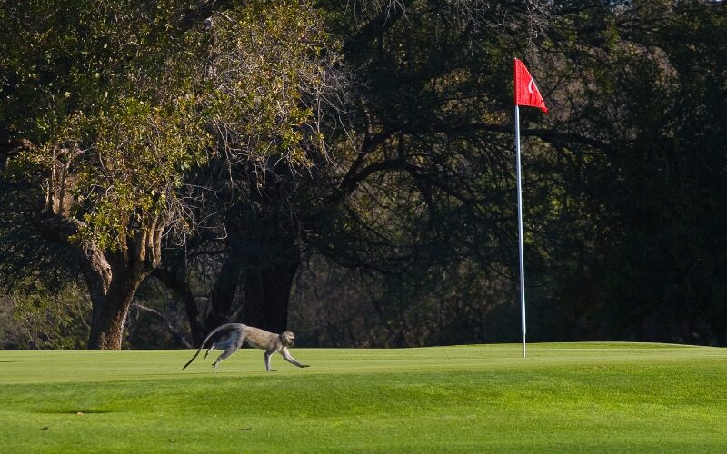 Hans Merensky Golf Club 1