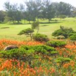 alexander golf club 1