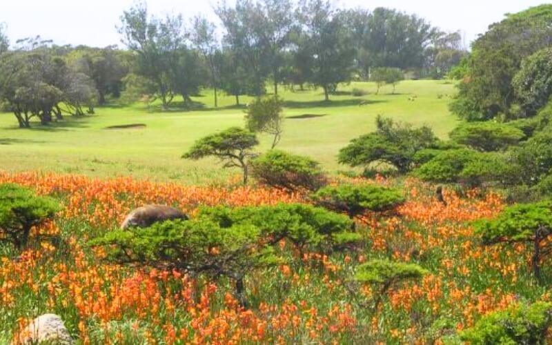 alexander golf club 1