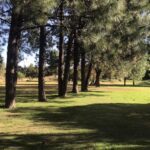 Services Golf Club 3