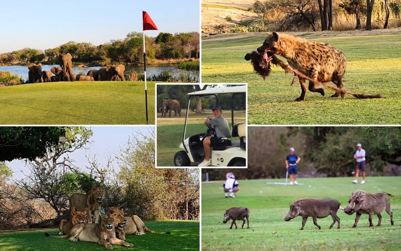 Why golf in South Africa