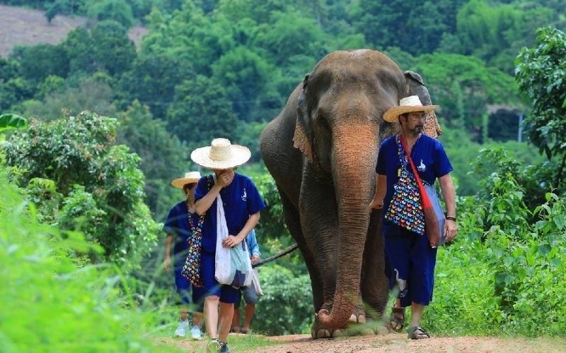 Elephant Nature Park Tour