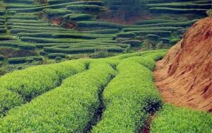 Da Hong Pao Tea Plantation