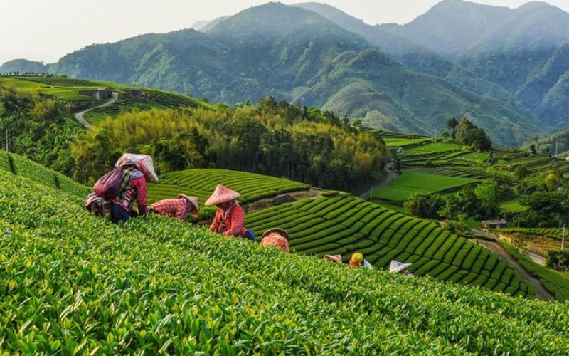 Tea production site in Maoking (Taipei)