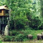 Xishuangbanna Wild Elephant Valley Golf Club