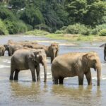 Xishuangbanna Wild Elephant Valley Golf Club