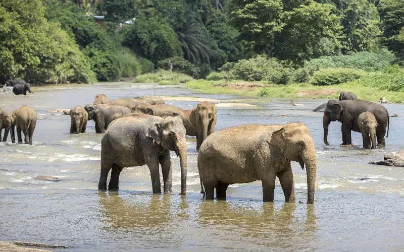 Xishuangbanna Wild Elephant Valley Golf Club