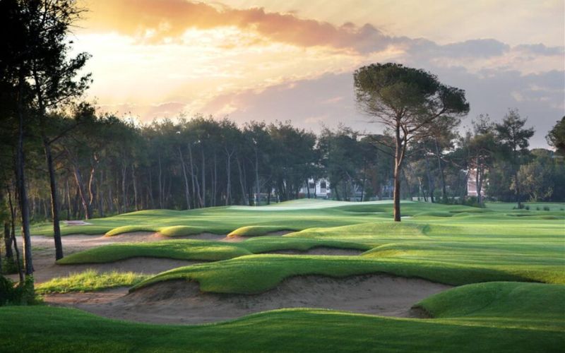 he Montgomerie Links golf course in Vietnam, featuring several large, sculpted sand bunkers in the foreground, a single tall tree in the middle ground, and a dense line of trees under a warm, golden-hour sky.