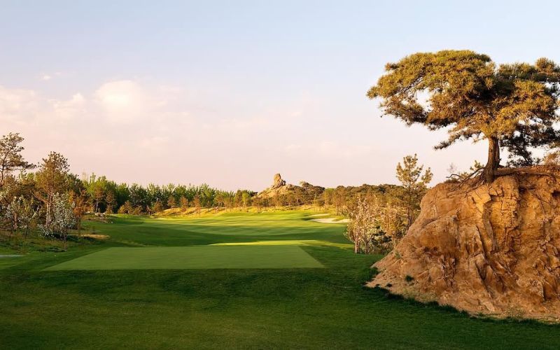 Pine Rock Golf Club fairway bordered by golden rough and tall grasses, with a distinctive pine tree and warm late afternoon light.